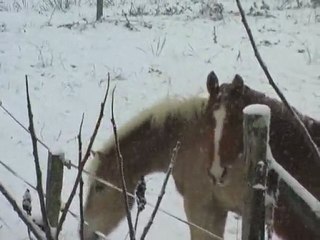 10.01.10 Des chevaux heureux dans la neige