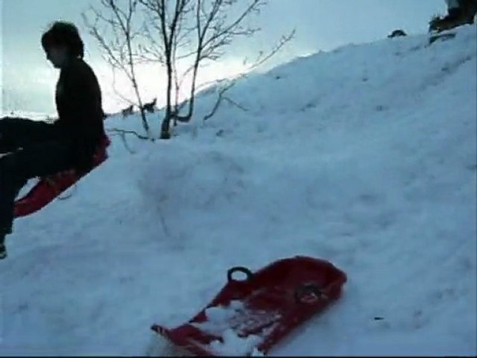 cani luge bis