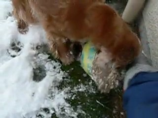 Atthis dans la neige .