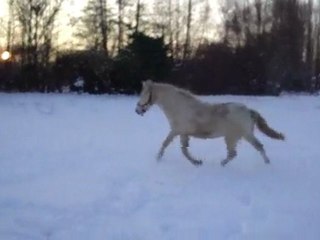 UNNY FLOWER DU BLIN NEIGE
