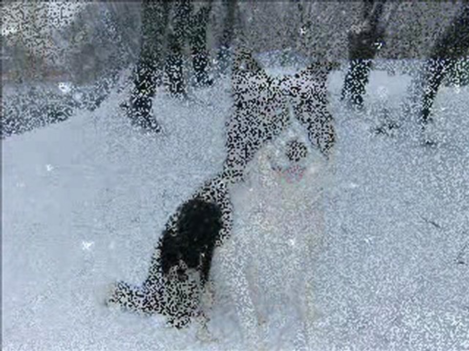 border colie "thales dans la neige"