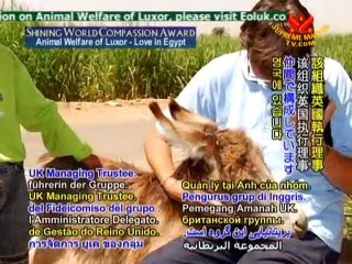 Shining World Compassion Award: Animal Welfare of Luxor