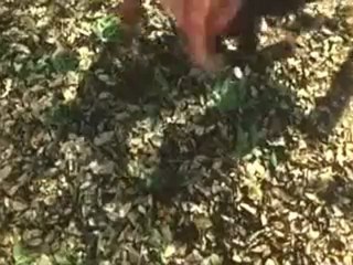 Hindi-Movie.Net - Bolo Ram Part 3