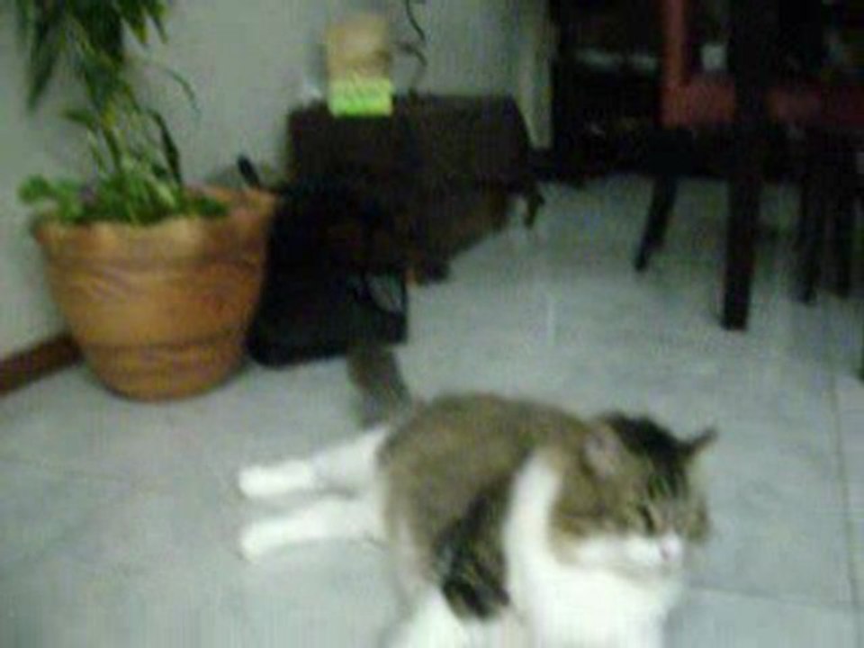 LOS GATICOS CONSENTIDOS,,VENEZUELA..MARACAIBO..ESTADO ZULIA,