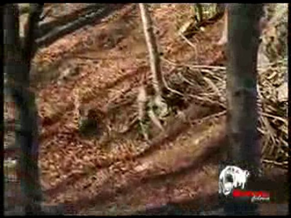 Tras_la_Liebre_de_Monte_-_Trailer