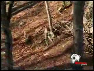 Tras_la_Liebre_de_Monte_-_Trailer