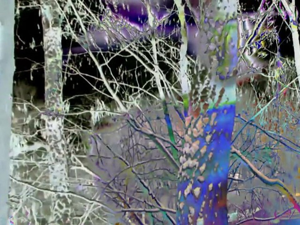 L'arbre qui cache la forêt