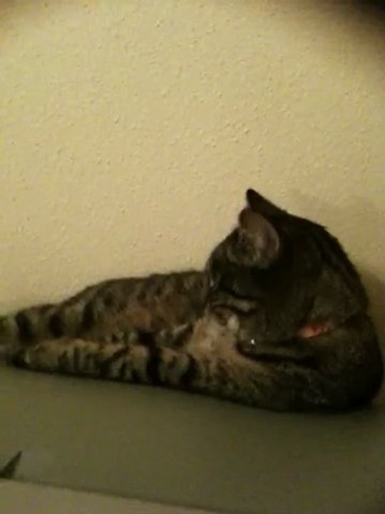 Chat drole et amusant