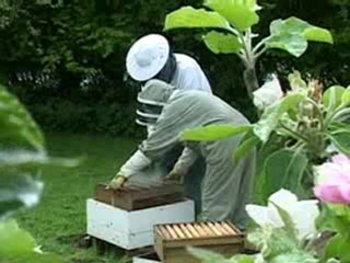 Honey sales down as bee colonies collapse