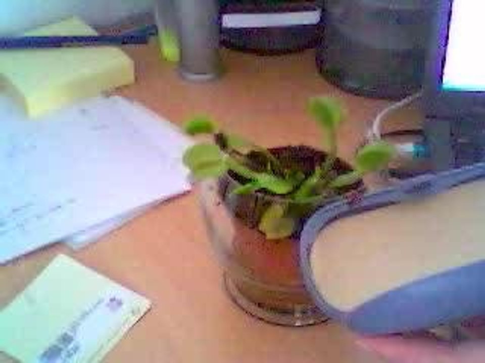 Plante carnivore dévorant un gendarme