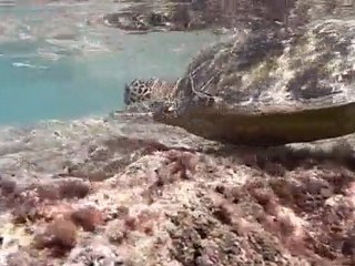 Hawaii Oahu, Hanauma Bay, Turtle & fish  12:09
