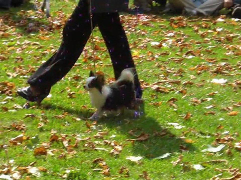 BCBG Top of the line N°2