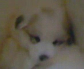 chot patou du haras de Chante-Neige