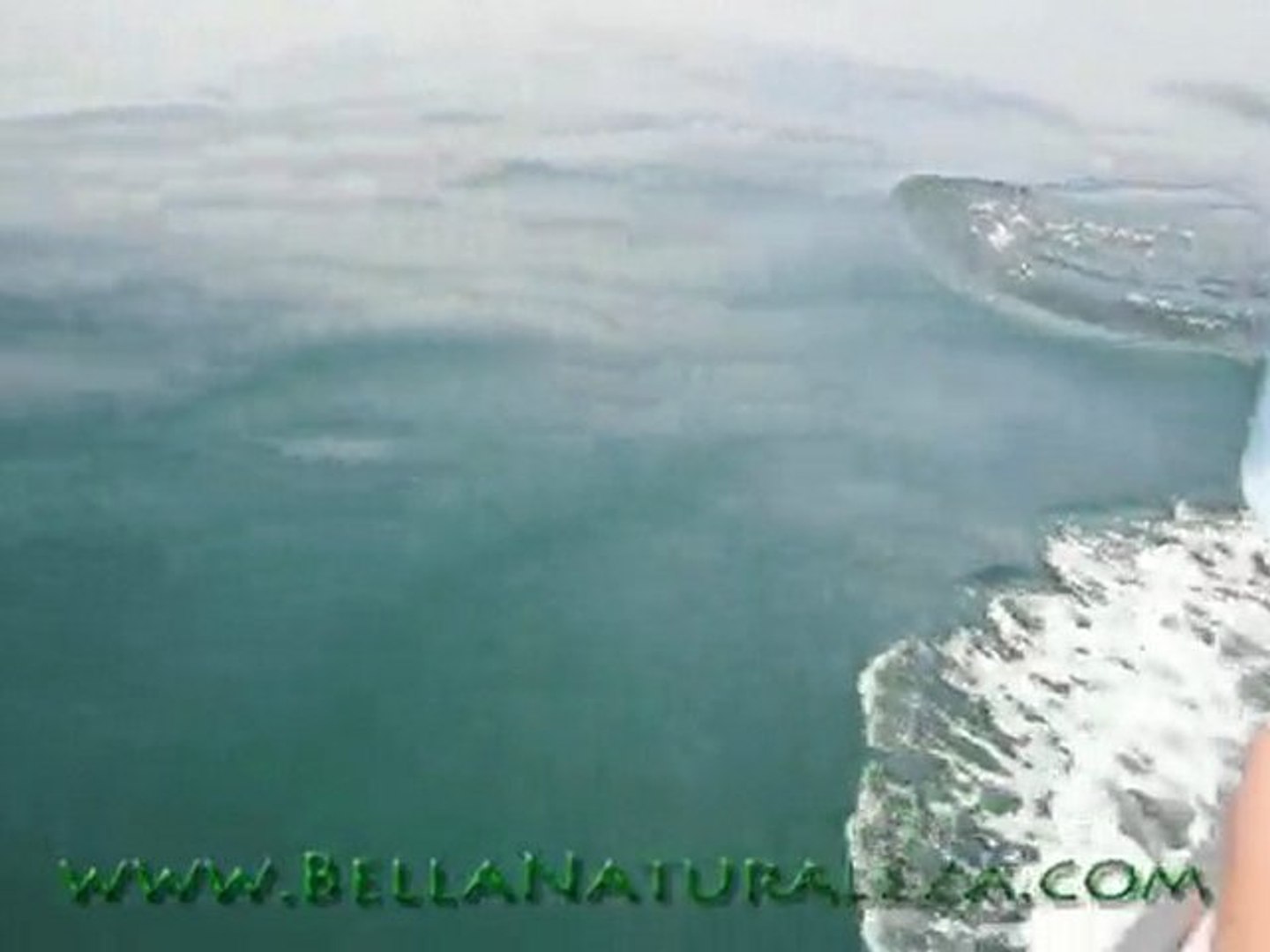 ⁣Delfines En El Mar l Dolphins
