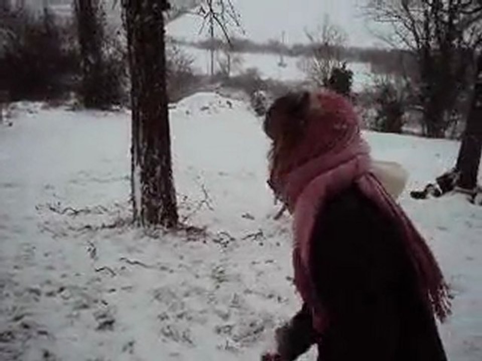 Chiens sous la neige - 09/01/2010