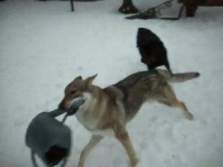 Un rottweiler contre un chien loup Tchècoslovaque !  A.G.E.C