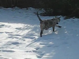 Lottie without snow shoes