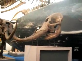 le musée d'histoire naturelle in LONDON