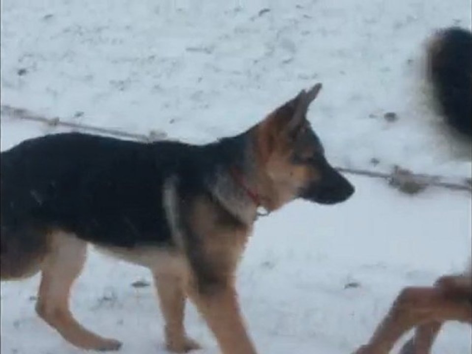 jeu dans la neige