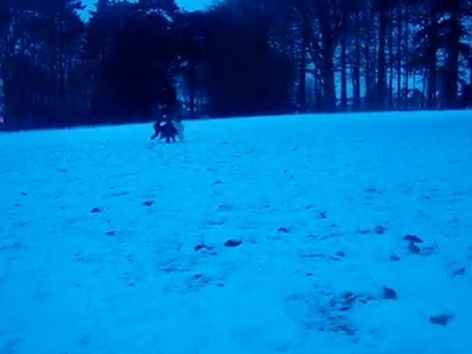 Ilow Blue, freestyle canin, Border Collie, 8 mois, hiver.