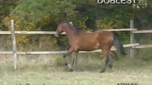 horses for sale, кобылка ДОБЛЕСТЬ 2008г.р.