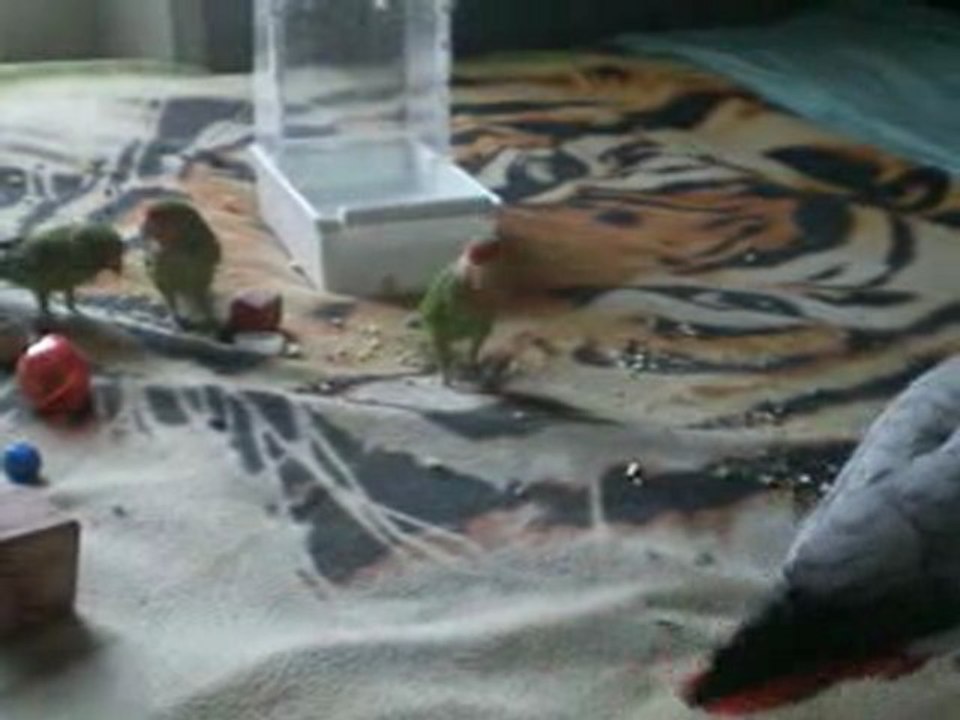 Mes oiseaux