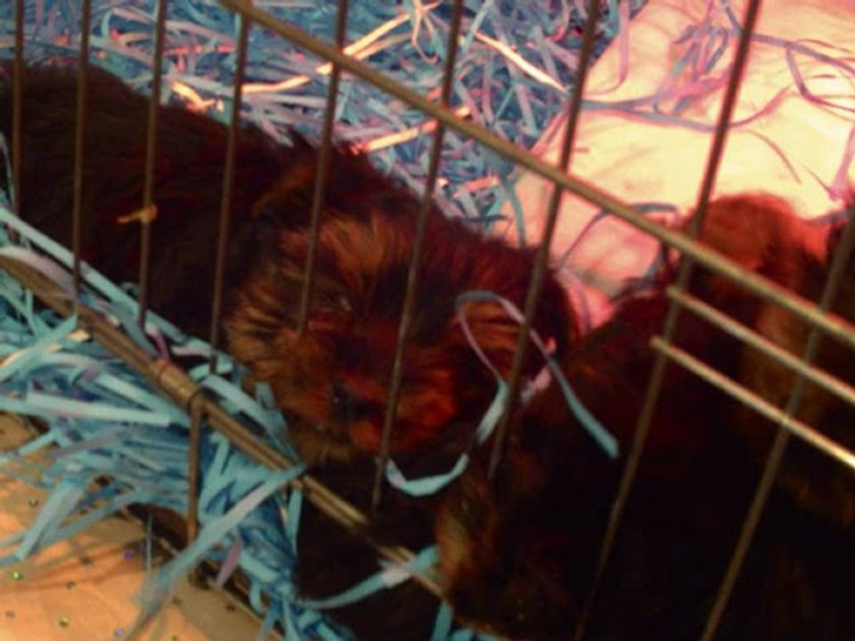 9 janvieer a animal expo !