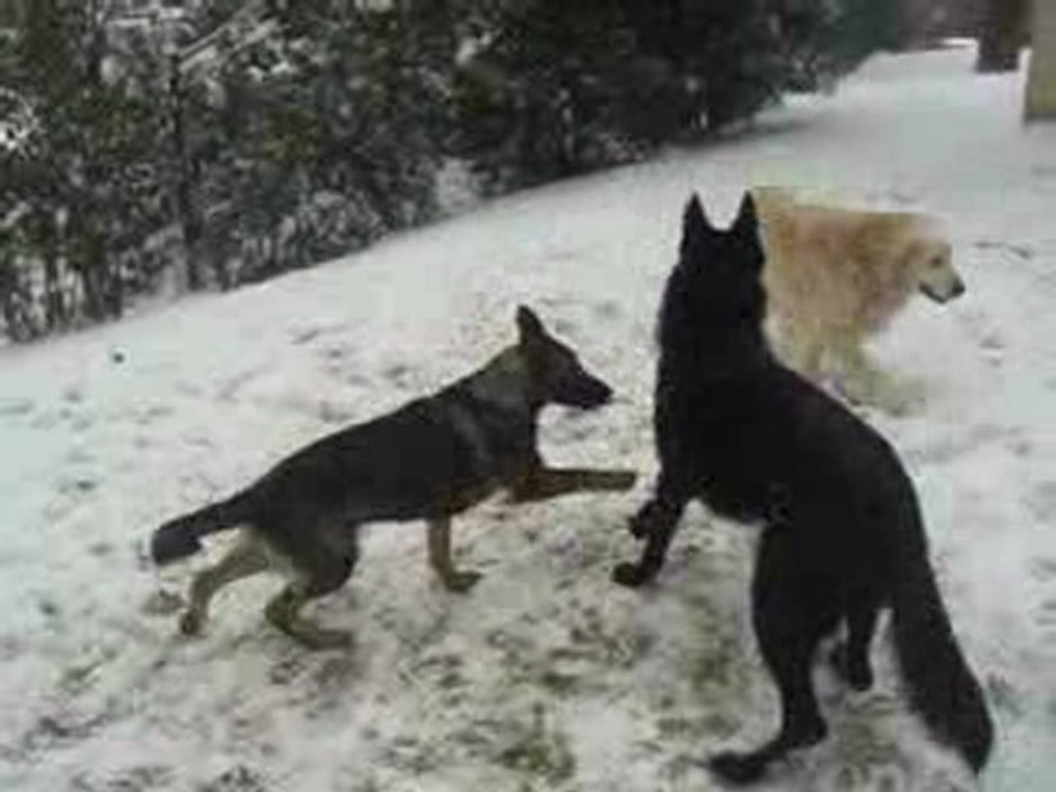 les chiens sous la neige 2010