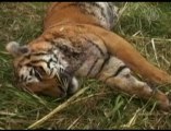 Sumatran Tiger Cubs Filmed in their Natural Habitat