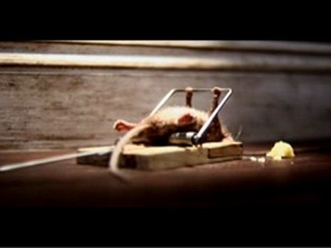 El queso de Nolan's ( Nolan's Cheddar )