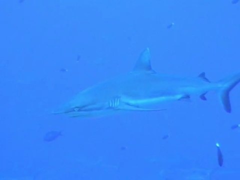 requins gris à Fakarava en Polynésie