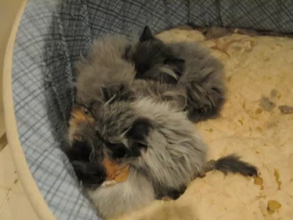 troupe de chatons