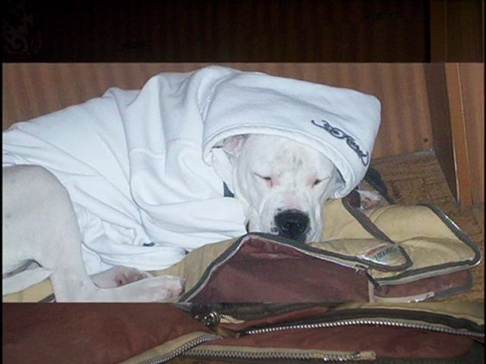 bouledogue americain