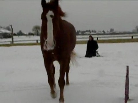 ski joring montage