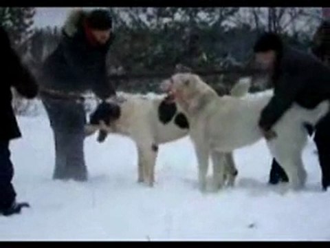Сен Сао Мурат-Св.Страж Аграм 1раунд 3 тур ЧЧ 9.01.2010г.