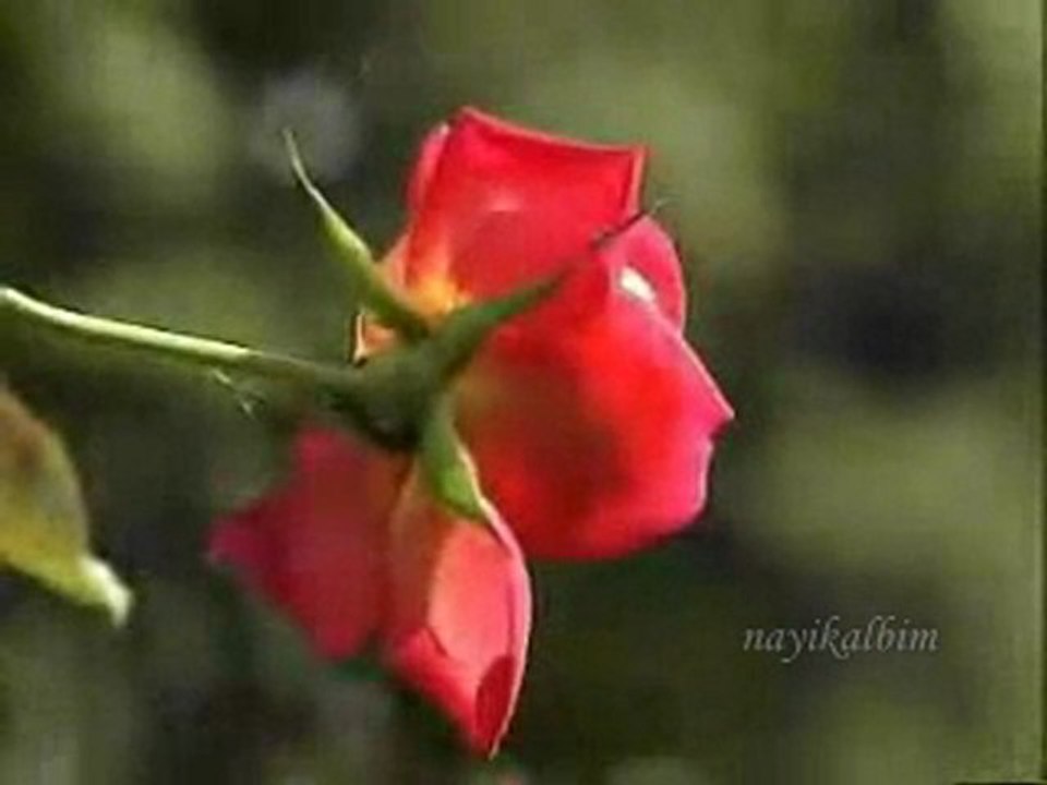 M.Emin Ay Nerde kaldın ey Rasul