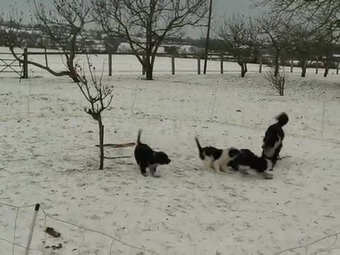 Chiots Australe dehors