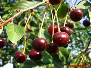 Ali ERCAN   (desinatör Videos)