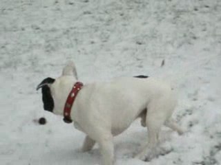 le bouledogue et la neige