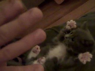 Un chaton chatouilleux