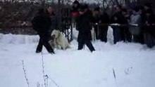 Тайсон-Манас -турнир по ТИ 9.01.2010 в Воронеже