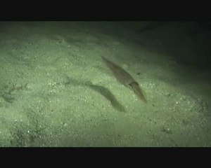 Plongée du 14 juillet