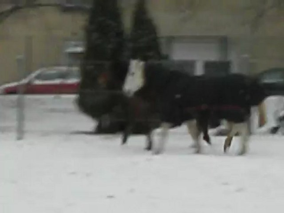 Juments dans la neige