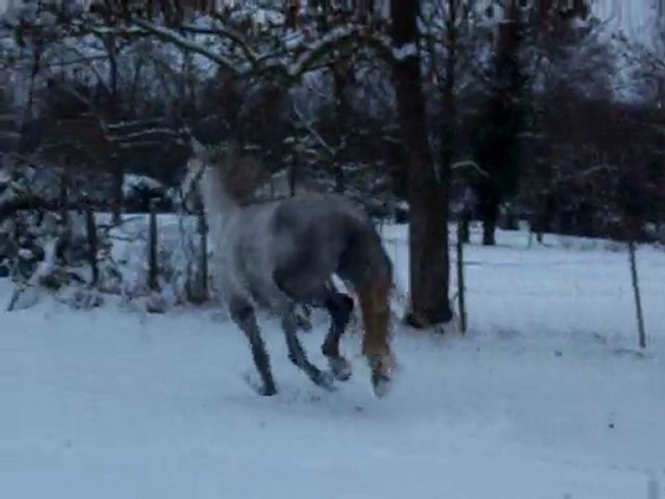 Ribeiro Neige