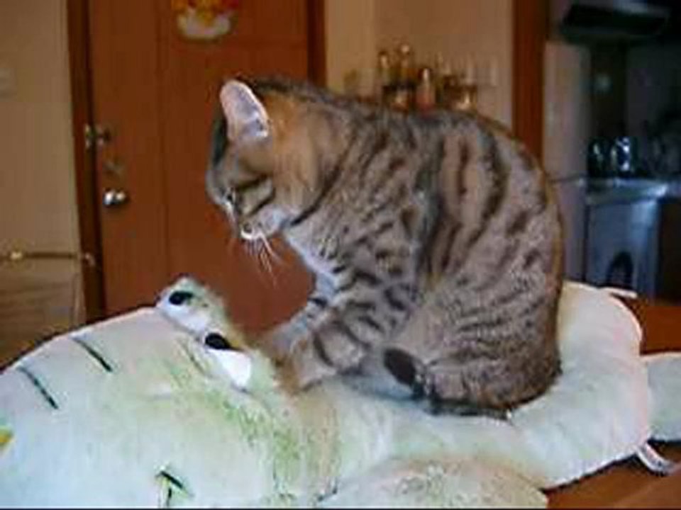 一瞬カメラ目線