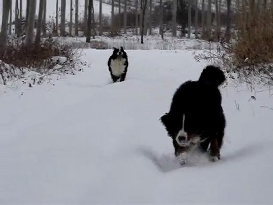 eylandt, djazz et bearhing dans la neige