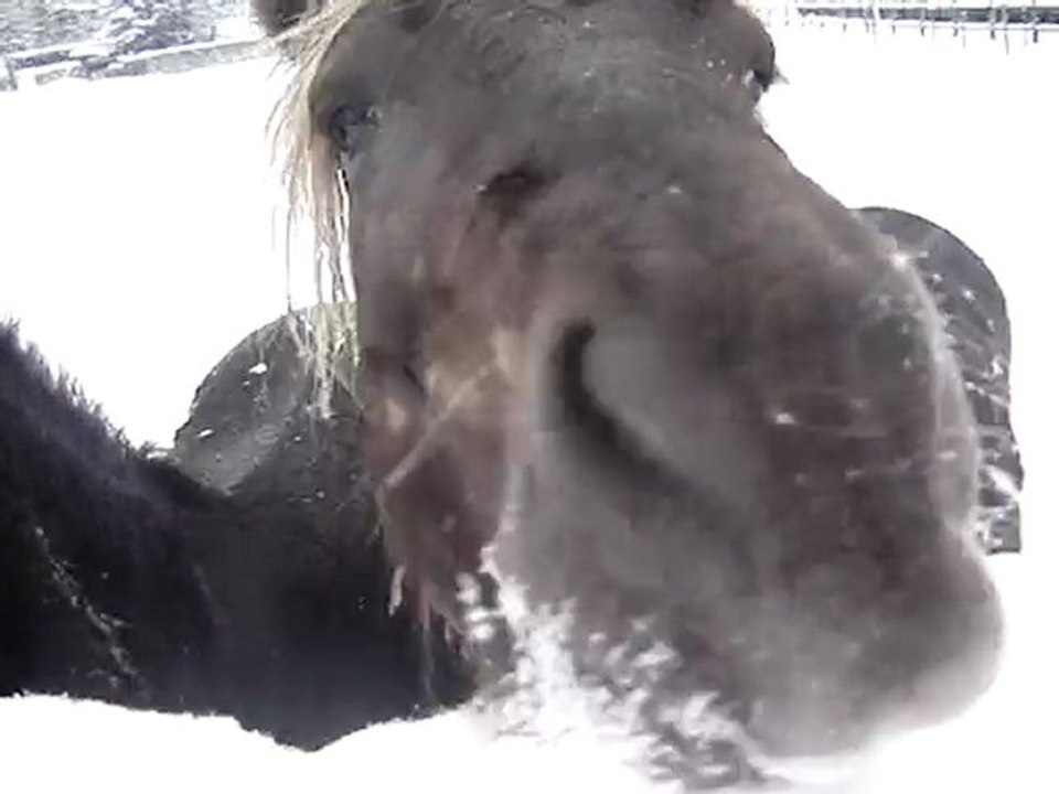 chevaux & neige