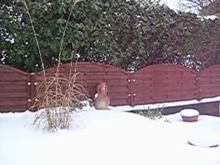 dakota dans la neige 003