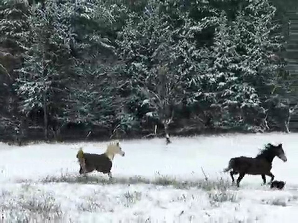 Baltaire & Sahel dans la neige janv 2010