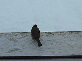 Déjeuner de mésanges....